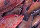 Sesap alerta sobre risco de intoxicação com consumo de peixes no RN