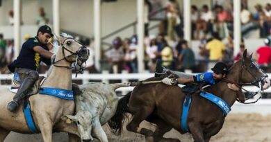 STF valida normas que autorizam vaquejadas desde que bem-estar animal seja protegido